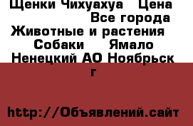 Щенки Чихуахуа › Цена ­ 12000-15000 - Все города Животные и растения » Собаки   . Ямало-Ненецкий АО,Ноябрьск г.